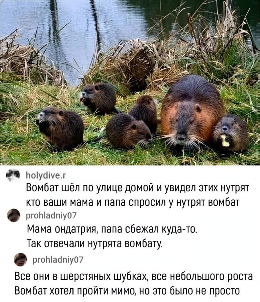 Вомбат шёл по улице домой и увидел этих нутрят <br /> Кто ваши мама и папа спросил у нутрят вомбат <br /> Мама ондатрия, папа сбежал куда-то. Так отвечали нутрята вомбату. <br /> Все они в шерстяных шубках, все небольшого роста Вомбат хотел пройти мимо, но это было не просто. <br /> Описание картинки: <br /> Вомбат расспрашивает нутрят об их родителях, получает неожиданный ответ.