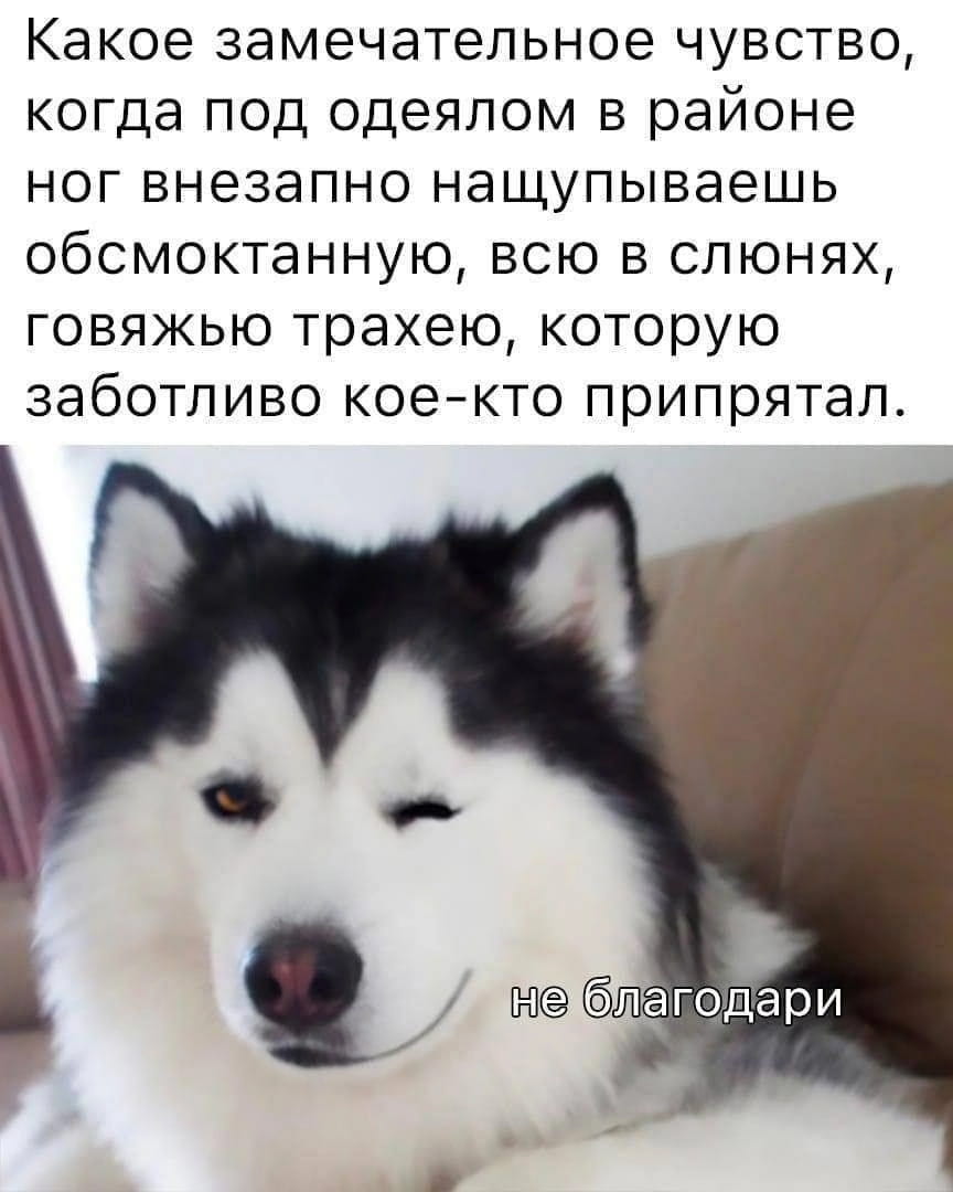Какое замечательное чувство, когда под одеялом в районе ног внезапно нащупываешь обсмоктанную, всю в слюнях, говяжью трахею, которую заботливо кое-кто припрятал. не благодарю

Описание картинки:
Человек обнаруживает под одеялом слюнявую говяжью трахею, спрятанную питомцем.