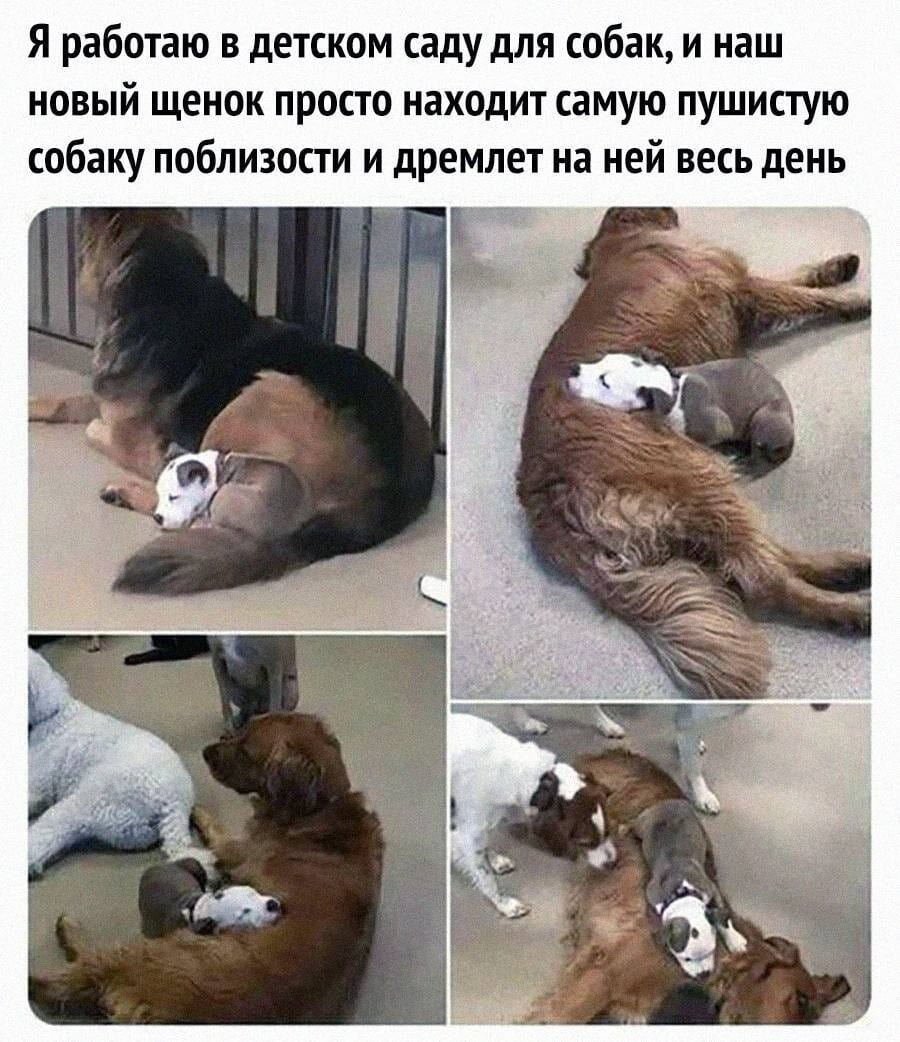 Я работаю в детском саду для собак, и наш новый щенок просто находит самую пушистую собаку поблизости и дремлет на ней весь день

Описание картинки:
Щенок дремлет на самой пушистой собаке в детском саду.