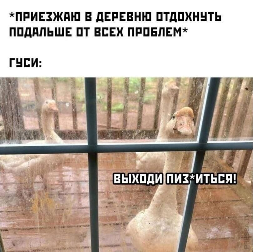 *ПРИЕЗЖАЮ В ДЕРЕВНЮ ОТДОХНУТЬ ПОДАЛЬШЕ ОТ ВСЕХ ПРОБЛЕМ* ГУСИ:<br>ВЫХОДИ ПИЗ*ИТЬСЯ!<br><br>Описание картинки:<br>Человек приезжает в деревню, а гуси вызывают его на бой.