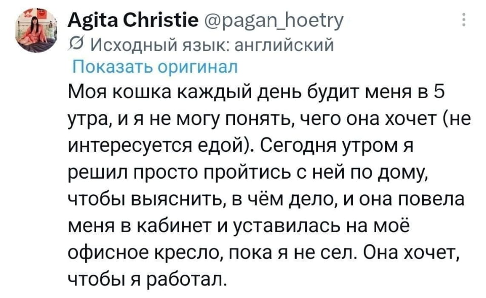 Моя кошка каждый день будит меня в 5 утра, и я не могу понять, чего она хочет (не интересуется едой). Сегодня утром я решил просто пройтись с ней по дому, чтобы выяснить, в чём дело, и она повела меня в кабинет и уселась на моё офисное кресло, пока я не сел. Она хочет, чтобы я работал.

Описание картинки:
Хозяин описывает, как кошка заставляет его работать.