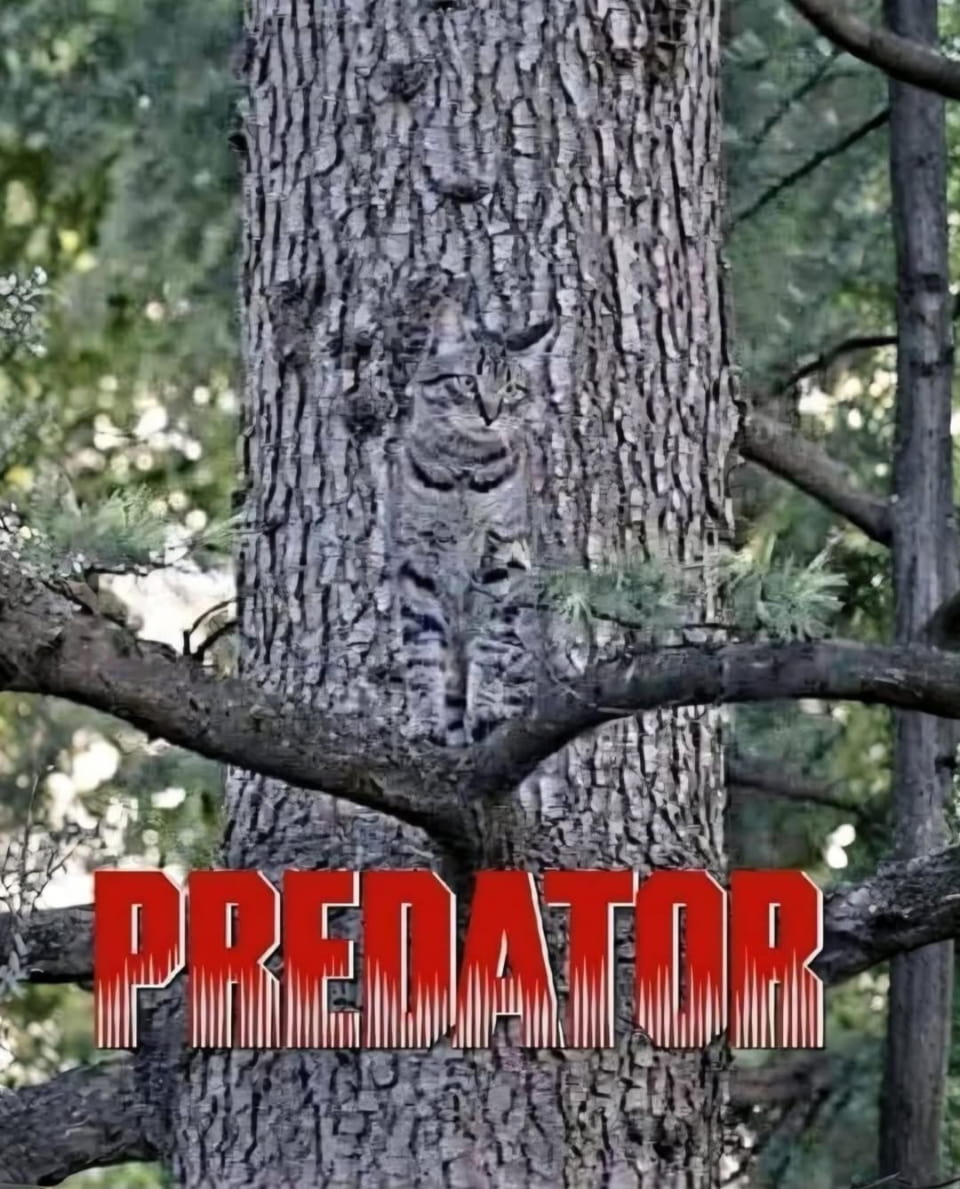 PREDATOR