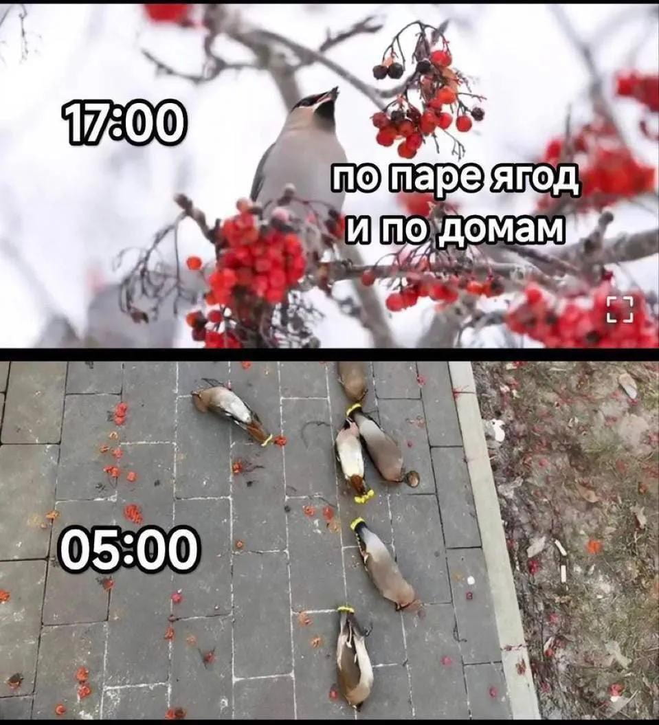 17:00 по паре ягод и по домам 05:00

Описание картинки:
Текст с планом на день, где 17:00 и 05:00 связаны с ягодами и домом.