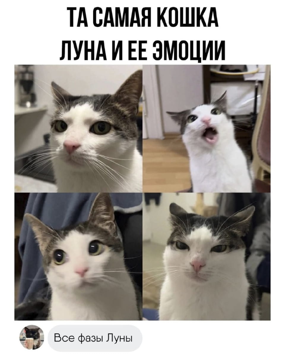 ТА САМАЯ КОШКА ЛУНА И Её ЭМОЦИИ Все фазы Луны

Описание картинки:
Крупный план кошки с меняющимся выражением морды, имитирующим фазы Луны.