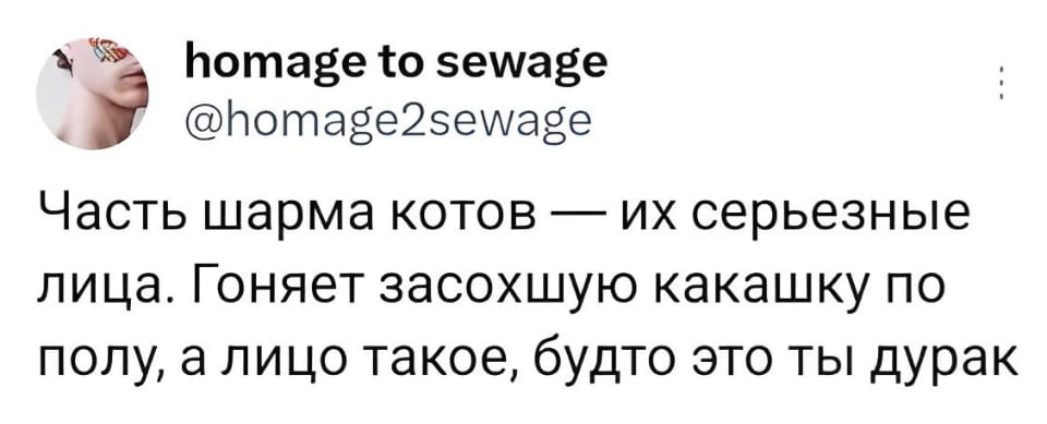 Homage to sewage Часть шарма котов — их серьезные лица. Гоняет засохшую какашку по полу, а лицо такое, будто это ты дурак

Описание картинки:
Кот с серьезным видом гоняет по полу засохшую какашку.