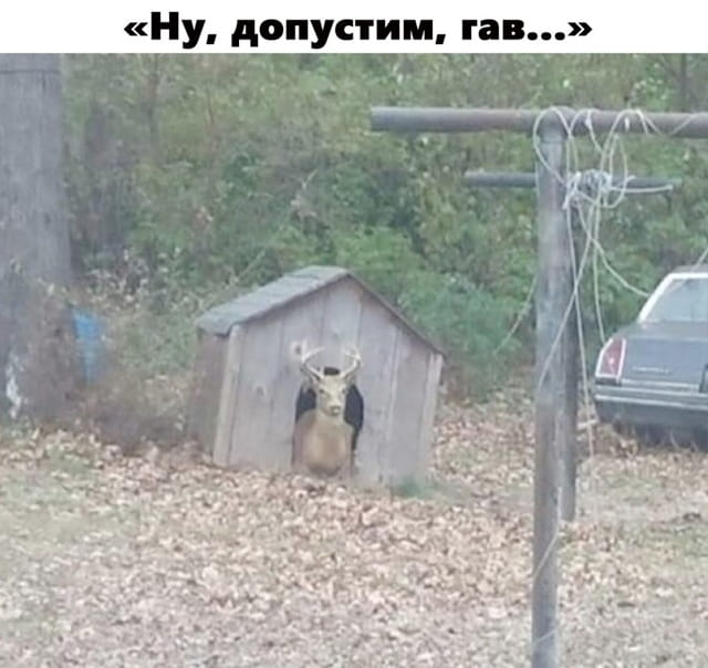«Ну, допустим, гав…»

Описание картинки:
Фраза, имитирующая собачий ответ на вопрос.