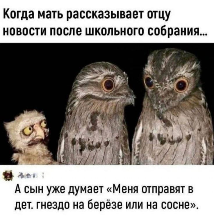 Когда мать рассказывает отцу новости после школьного собрания…
А сын уже думает «Меня отправят в дет. гнездо на берёзе или на сосне».

Описание картинки:
Мать рассказывает отцу новости после школьного собрания, сын ждёт решения.