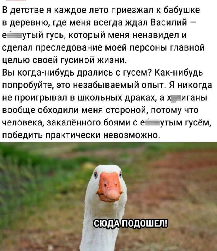 В детстве я каждое лето приезжал к бабушке в деревню, где меня всегда ждал Василий — е*утый гусь, который меня ненавидел и сделал преследование моей персоны главной целью своей гусиной жизни. Вы когда-нибудь дрались с гусем? Как-нибудь попробуйте, это незабываемый опыт. Я никогда не проигрывал в школьных драках, а х*иганы вообще обходили меня стороной, потому что человека, закалённого боями с е*утым гусём, победить практически невозможно.
СЮДА Подошёл!

Описание картинки:
Рассказ о мальчике, который каждое лето сражался с гусем Василием.