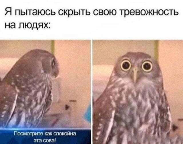 Я пытаюсь скрыть свою тревожность на людях:
Посмотрите как спокойна эта сова!

Описание картинки:
Сова с невозмутимым видом, будто скрывает тревожность.