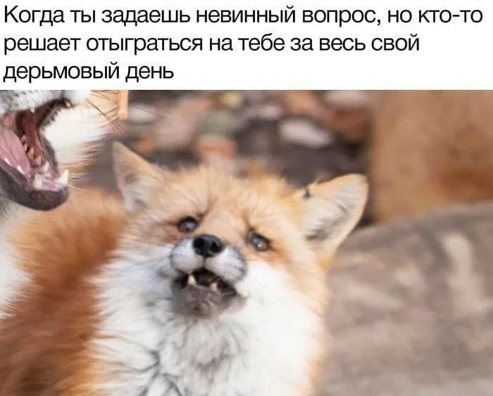 Когда ты задаёшь невинный вопрос, но кто-то решает отыграться на тебе за весь свой дерьмовый день

Описание картинки:
Текст про невинный вопрос и чужой плохой день.