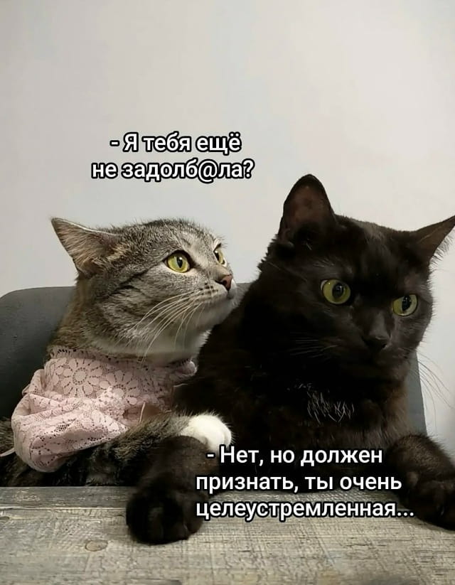— Я тебя ещё не задолб@ла?
— Нет, но должен признать, ты очень целеустремлённая…

Описание картинки:
Короткий диалог между мужчиной и женщиной.