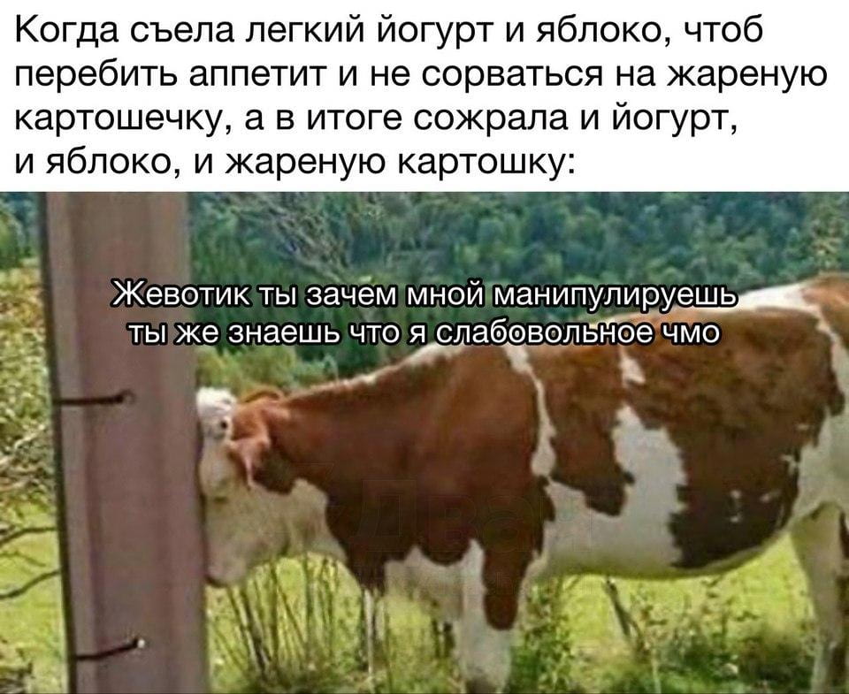 Когда съела легкий йогурт и яблоко, чтобы перебить аппетит и не сорваться на жареную картошечку, а в итоге сожрала и йогурт, и яблоко, и жареную картошку:
Животик ты зачем мной манипулируешь ты же знаешь что я слабовольное чмо

Описание картинки:
Текст: «Когда съела легкий йогурт и яблоко, чтобы перебить аппетит...