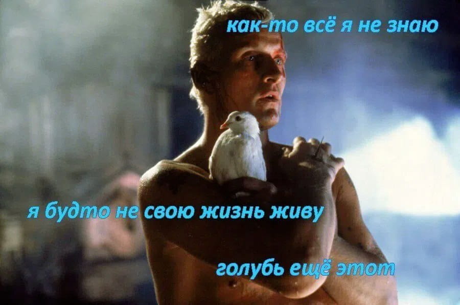 Как-то всё я не знаю я будто не свою жизнь живу голубь ещё этот

Описание картинки:
Человек размышляет о смысле жизни, упоминая голубя.