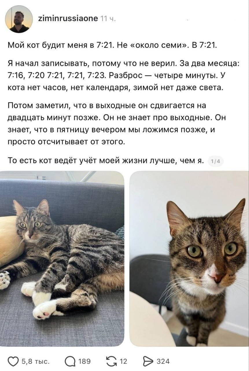 Мой кот будет меня в 7:21. Не «около семи». В 7:21. Я начал записывать, потому что не верил. За два месяца: 7:16, 7:20, 7:21, 7:21, 7:23. Разброс — четыре минуты. У кота нет часов, нет календаря, зимой нет даже света. Потом заметил, что в выходные он сдвигается на двадцать минут позже. Он не знает про выходные. Он знает, что в пятницу вечером мы ложимся позже, и просто отчитывает от этого. То есть кот ведёт учёт моей жизни лучше, чем я.

Описание картинки:
Текст про кота, который будит хозяина в одно и то же время.