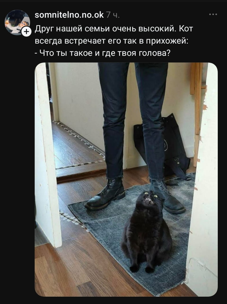 Друг нашей семьи очень высокий. Кот всегда встречает его так в прихожей: — Что ты такое и где твоя голова? <br /><br /> Описание картинки: <br /> Кот встречает высокого друга семьи в прихожей и задает вопрос.