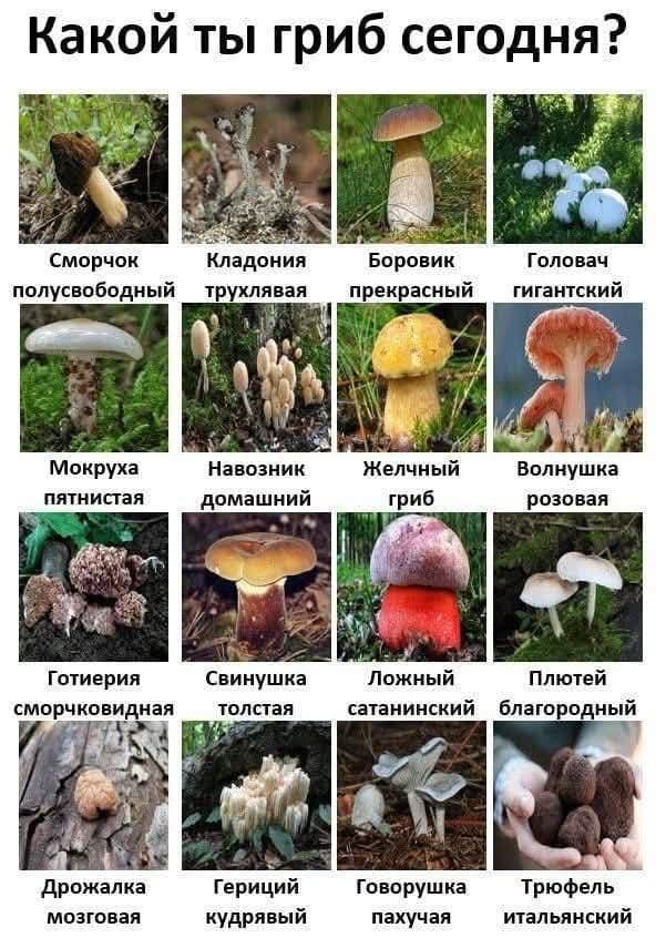 Какой ты гриб сегодня?
Сморчок полусвободный Кладония трухлявая Боровик прекрасный Головач гигантский Мокруха пятнистая Навозник домашний Желчный гриб Волнушка розовая Готиерия сморчковидная Свинушка толстая Ложный сатанинский Плютей благородный Дрожалка мозговая Гериций кудрявый Говорушка пахучая Трюфель итальянский
Описание картинки:
Список названий грибов в текстовом формате.