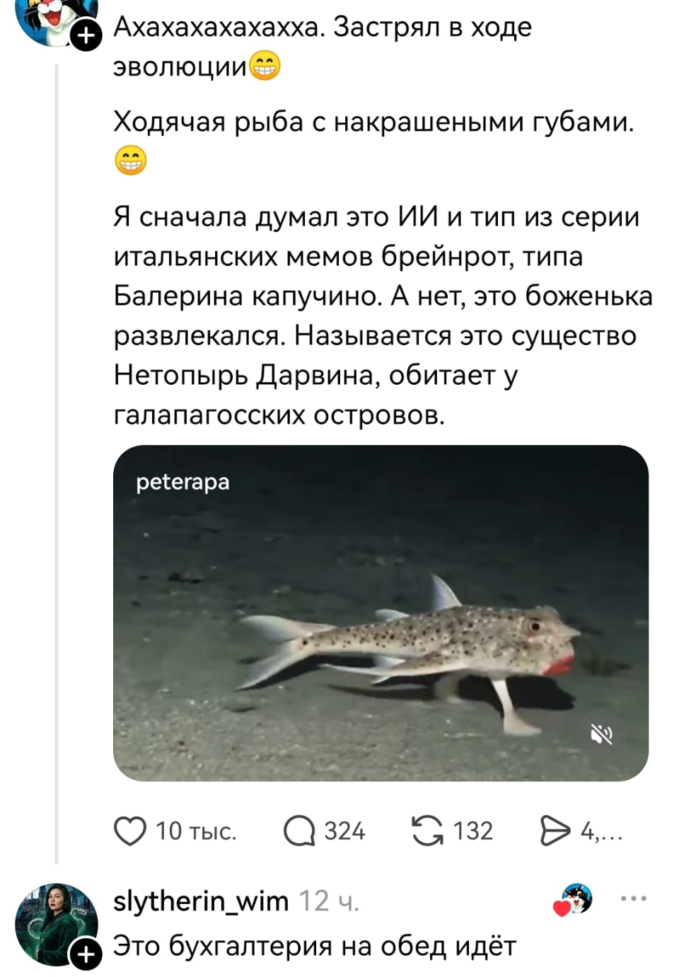 Аахахахахахха. Застрял в ходе эволюции😄 Ходящая рыба с накрашенными губами.😄 Я сначала думал это ИИ и тип из серии итальянских мемов брейнрот, типа Балерина капучино. А нет, это боженька развлекался. Называется это существо Нетонырь Дарвина, обитает у галапагосских островов.

Это бухгалтерия на обед идёт

Описание картинки:
Ходячей рыбы с накрашенными губами на фоне островов.