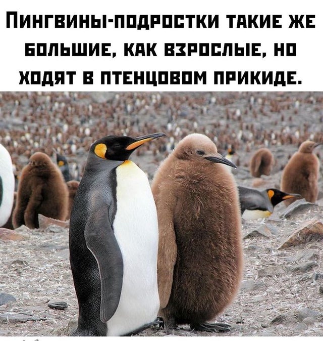 Пингвины-подростки такие же большие, как и взрослые, но ходят в птенцовом прикиде.