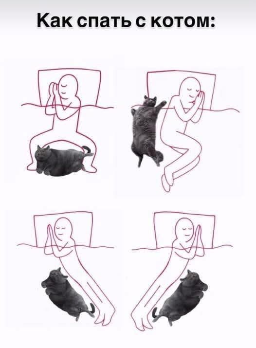 Как спать с котом: