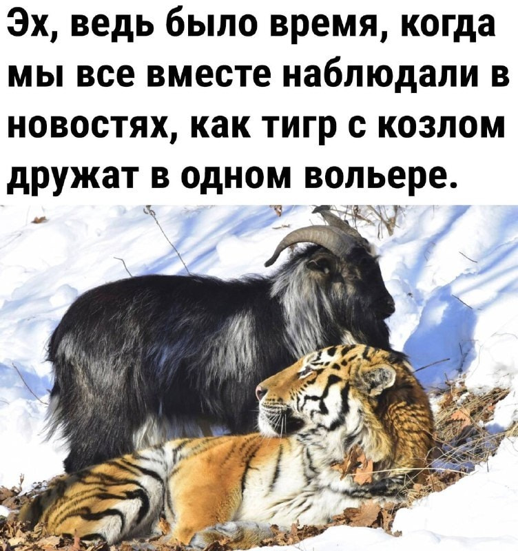 Эх, ведь было время, когда мы все вместе наблюдали в новостях, как тигр с козлом дружат в одном вольере. 
Описание картинки: 
Тигр и козел в одном вольере, наблюдатели смотрят на их взаимодействие.