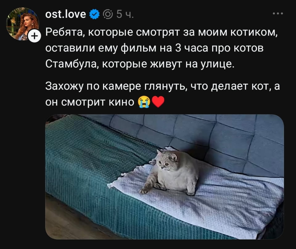 Ребята, которые смотрят за моим котиком, оставили ему фильм на 3 часа про котов Стамбула, которые живут на улице. Захожу по камере глянуть, что делает кот, а он смотрит кино 😭❤️ <br /><br /> Описание картинки: <br /> Кот смотрит фильм про уличных котов в Стамбуле через камеру.