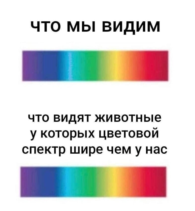 ЧТО МЫ ВИДИМ ЧТО ВИДЯТ ЖИВОТНЫЕ У КОТОРЫХ ЦВЕТОВОЙ СПЕКТР ШИРЕ ЧЕМ У НАС <br /><br /> Описание картинки: <br /> Обсуждение восприятия цвета у животных с более широким спектром.