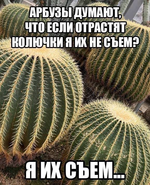 АРБУЗЫ ДУМАЮТ, ЧТО ЕСЛИ ОТРАСТЯТ КОЛЮЧКИ Я ИХ НЕ СЪЕМ? 
Я ИХ СЪЕМ… 
Описание картинки: 
Мысль о том, что колючки спасут арбузы от поедания.