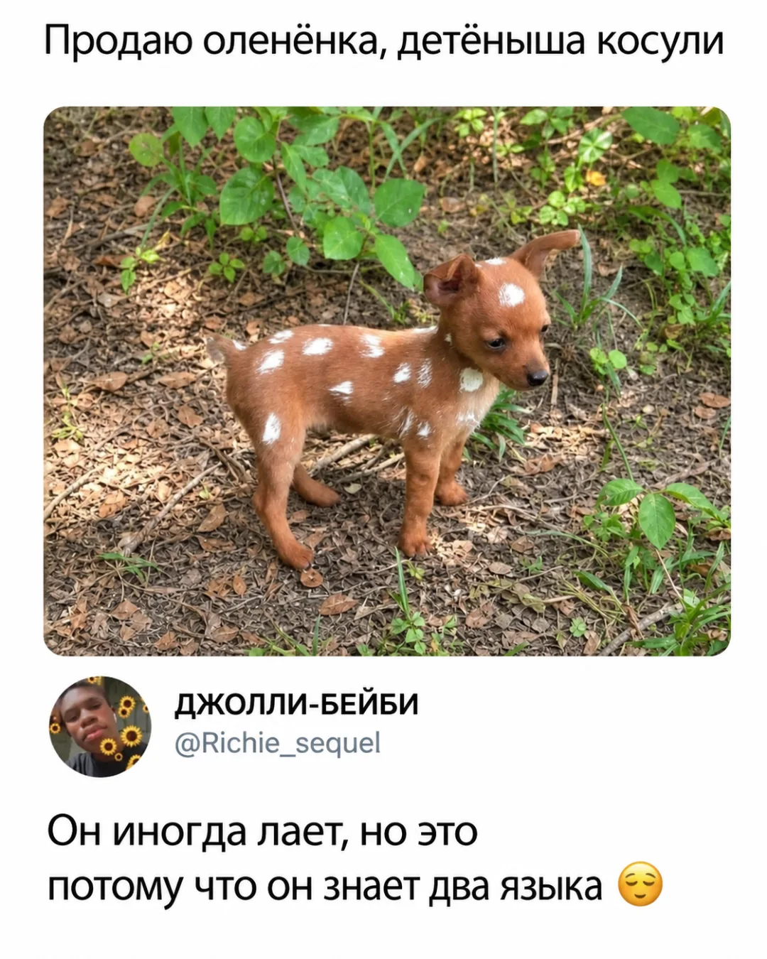 Продаю оленёнка, детёныша косули ДЖОЛЛИ-БЕЙБИ Он иногда лает, но это потому что он знает два языка 🥺 <br /><br />Описание картинки: <br />Продаётся оленёнок, который иногда лает.