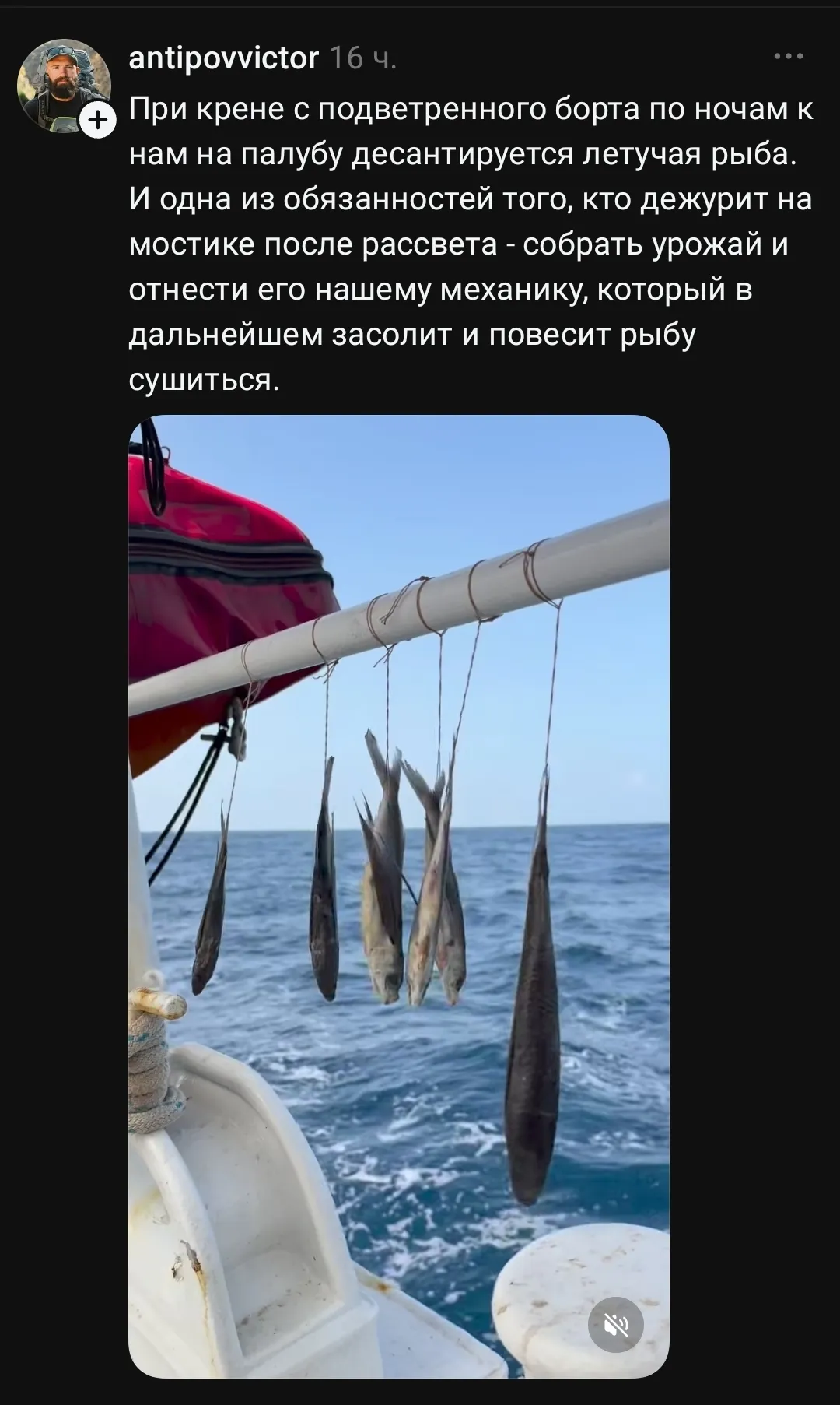 При крене с подветренного борта по ночам к нам на палубу десантируется летучая рыба. И одна из обязанностей того, кто дежурит на мостике после рассвета — собрать урожай и отнести его нашему механику, который в дальнейшем засолит и повесит рыбу сушиться.
Описание картинки:
На корабле дежурный собирает летучую рыбу для механика.