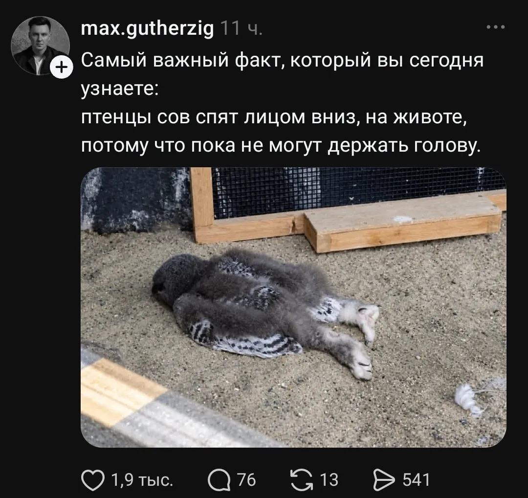 Max. gutherzig Самый важный факт, который вы сегодня узнаете: птенцы сов спят лицом вниз, на животе, потому что пока не могут держать голову. <br /> Описание картинки: <br /> Птенцы сов спят на животе, пока не научатся держать голову. | Животные