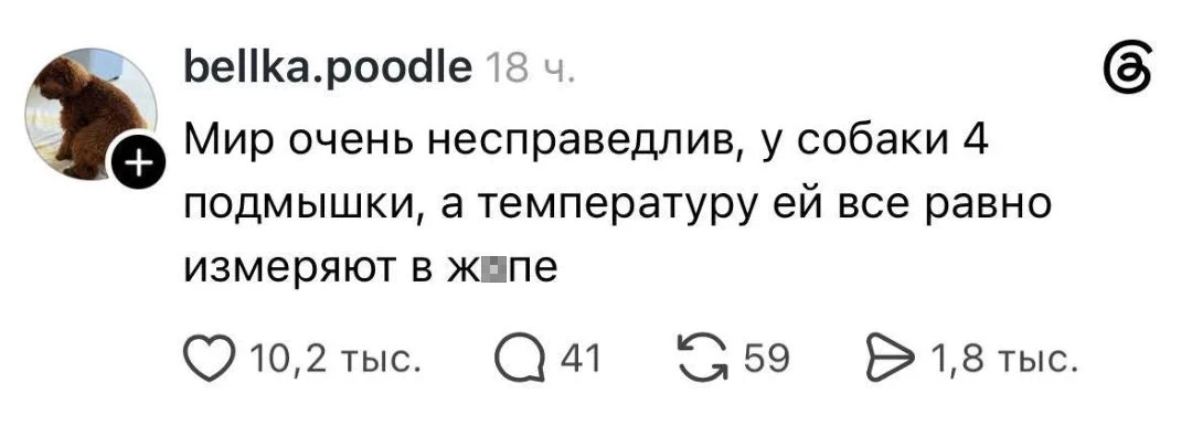Парадокс. Мир очень несправедлив, у собаки 4 подмышки, а температуру ей все равно измеряют в жопе.