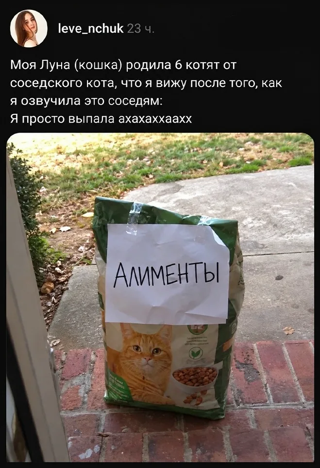 Моя Луна (кошка) родила 6 котят от соседского кота, что я вижу после того, как я озвучила это соседям:
Я просто выпала ахахаххаахх АЛИМЕНТЫ
Описание картинки:
Кошка родила котят от соседского кота, реакции соседей.