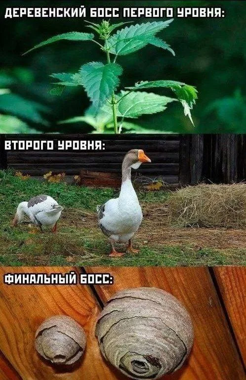 ДЕРЕВЕНСКИЙ БОСС ПЕРВОГО УРОВНЯ:
Описание картинки:
Текст про деревенского босса, его задачи и правила.