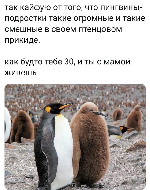 Именно так кайфуют от того, что пингвины-подростки такие огромные и такие смешные в своём птенцовом прикиде. Как будто тебе 30, и ты с мамой живешь.