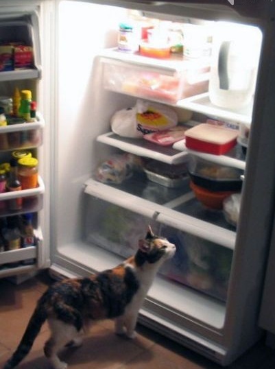 Кот у открытого холодильника