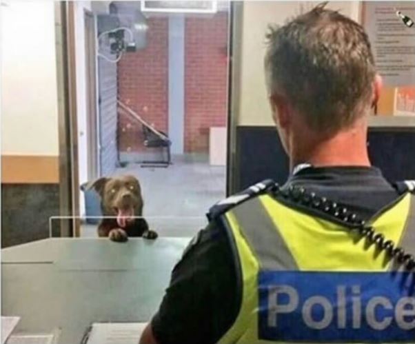 Пёс в полицейском участке хочет заявить о пропаже хозяина