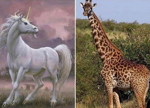Мифы и реальность. Единорог и жираф